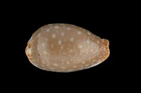 藏品(雞皮寶螺)的圖片